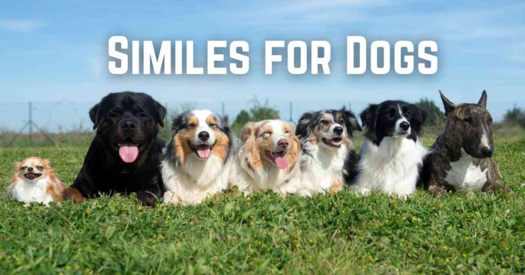 Dog Similes Similes for Dogs: A Comprehensive Guide - Marcus Grammar